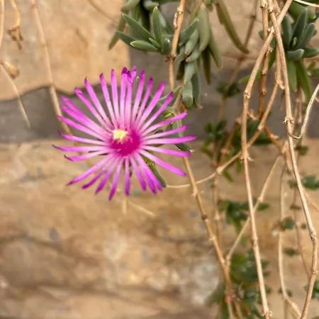 Apartman La Casetta Di Gloria *